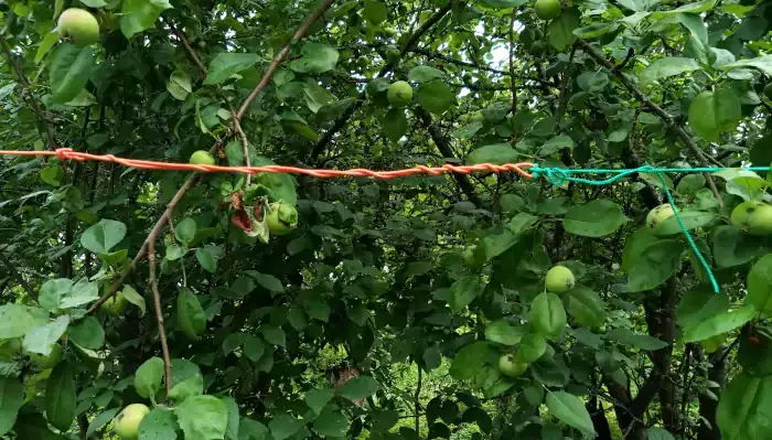 Ende gefütterte Antenne 20 Meter im Land