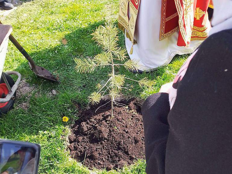 On May 9, the 81st pine tree was planted in honor of the fallen heroes
